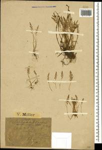 Catapodium rigidum (L.) C.E.Hubb., Caucasus, Black Sea Shore (from Novorossiysk to Adler) (K3) (Russia)