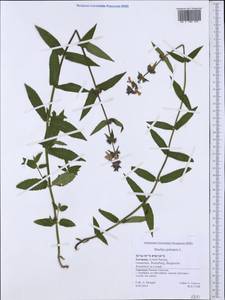 Stachys palustris L., Western Europe (EUR) (Germany)