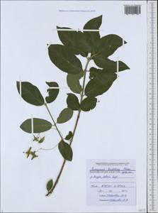 Euonymus leiophloeus Stev., Caucasus, Black Sea Shore (from Novorossiysk to Adler) (K3) (Russia)