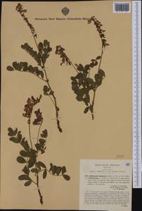 Hedysarum hedysaroides (L.)Schinz & Thell., Western Europe (EUR) (Italy)