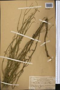 Chondrilla leiosperma Kar. & Kir., Middle Asia, Western Tian Shan & Karatau (M3) (Kazakhstan)
