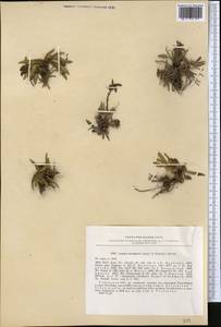 Lagotis korolkowii (Regel & Schmalh.) Maxim., Middle Asia, Pamir & Pamiro-Alai (M2) (Uzbekistan)