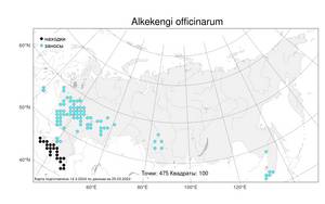 Alkekengi officinarum Moench, Atlas of the Russian Flora (FLORUS) (Russia)