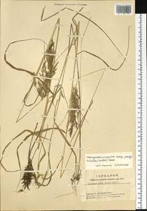 Calamagrostis purpurea (Trin.) Trin., Siberia, Western Siberia (S1) (Russia)