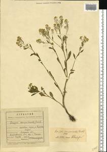 Rorippa × armoracioides (Tausch) Fuss, Eastern Europe, Central forest-and-steppe region (E6) (Russia)