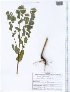 Cerinthe minor L., Eastern Europe, North Ukrainian region (E11) (Ukraine)