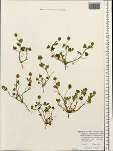 Trifolium leucanthum M.Bieb., Caucasus, Krasnodar Krai & Adygea (K1a) (Russia)