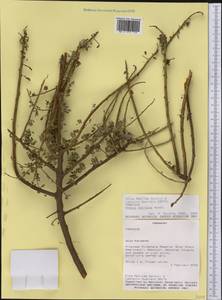 Mimosa detinens Benth., America (AMER) (Paraguay)