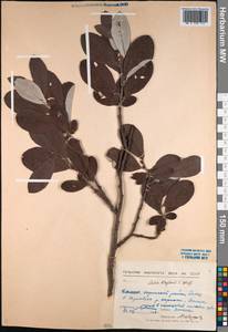 Salix krylovii E. L. Wolf, Siberia, Baikal & Transbaikal region (S4) (Russia)