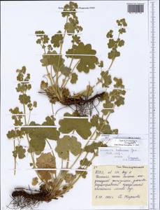 Alchemilla hebescens Juz., Eastern Europe, Eastern region (E10) (Russia)