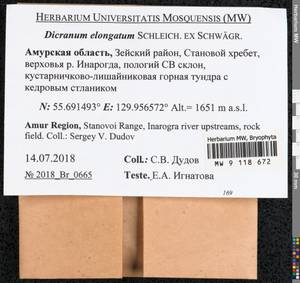 Dicranum elongatum Schleich. ex Schwägr., Bryophytes, Bryophytes - Russian Far East (excl. Chukotka & Kamchatka) (B20) (Russia)