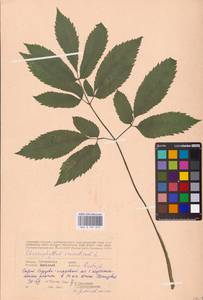 Chaerophyllum aromaticum L., Eastern Europe, Western region (E3) (Russia)