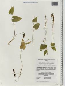 Maianthemum bifolium (L.) F.W.Schmidt, Eastern Europe, Northern region (E1) (Russia)