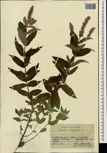 Mentha longifolia (L.) Huds., Caucasus, Stavropol Krai, Karachay-Cherkessia & Kabardino-Balkaria (K1b) (Russia)