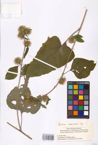 Arctium nemorosum Lej., Eastern Europe, Lower Volga region (E9) (Russia)