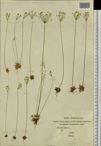 Androsace lactiflora Fisch. ex Willd., Siberia, Yakutia (S5) (Russia)