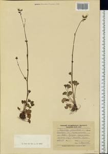 Saxifraga granulata, Eastern Europe, North-Western region (E2) (Russia)