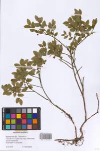Vaccinium myrtillus L., Eastern Europe, Northern region (E1) (Russia)