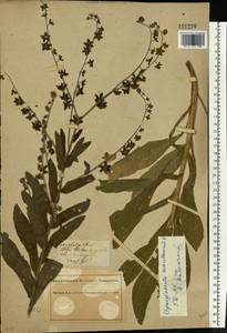 Cynoglossum montanum L., Eastern Europe, South Ukrainian region (E12) (Ukraine)