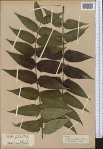 Ailanthus altissima (Miller) Swingle, Middle Asia, Pamir & Pamiro-Alai (M2) (Kyrgyzstan)