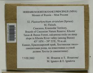 Plasteurhynchium striatulum (Spruce) M. Fleisch., Bryophytes, Bryophytes - North Caucasus & Ciscaucasia (B12) (Russia)