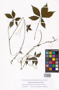 Parthenocissus quinquefolia (L.) Planch., Eastern Europe, Moscow region (E4a) (Russia)