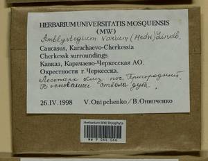 Hygroamblystegium varium (Hedw.) Mönk., Bryophytes, Bryophytes - North Caucasus & Ciscaucasia (B12) (Russia)