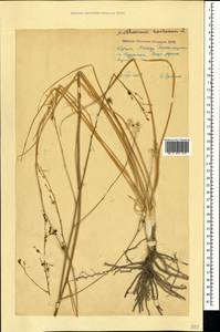 Anthericum ramosum L., Crimea (KRYM) (Russia)