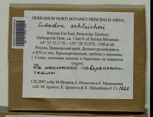 Entodon schleicheri (Schimp.) Demet., Bryophytes, Bryophytes - Russian Far East (excl. Chukotka & Kamchatka) (B20) (Russia)