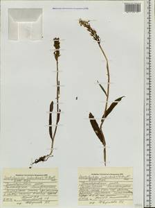 Dactylorhiza fuchsii subsp. hebridensis (Wilmott) Soó, Siberia, Western Siberia (S1) (Russia)