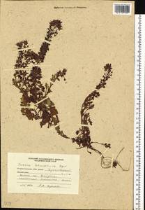 Veronica schmidtiana Regel, Siberia, Russian Far East (S6) (Russia)