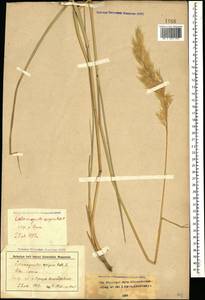 Calamagrostis epigejos (L.) Roth, Caucasus, Stavropol Krai, Karachay-Cherkessia & Kabardino-Balkaria (K1b) (Russia)