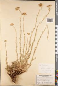 Tanacetum, South Asia, South Asia (Asia outside ex-Soviet states and Mongolia) (ASIA) (Iran)