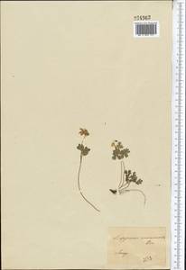 Isopyrum anemonoides Kar. & Kir., Middle Asia, Dzungarian Alatau & Tarbagatai (M5) (Kazakhstan)