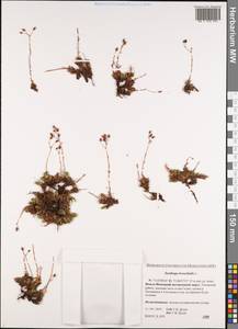 Saxifraga bronchialis, Siberia, Western Siberia (S1) (Russia)