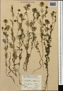 Nigella arvensis L., Caucasus, Black Sea Shore (from Novorossiysk to Adler) (K3) (Russia)