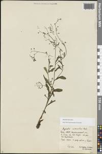 Myosotis laxa Lehm., Eastern Europe, Eastern region (E10) (Russia)