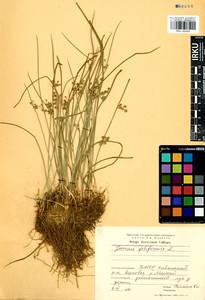 Juncus filiformis L., Siberia, Baikal & Transbaikal region (S4) (Russia)