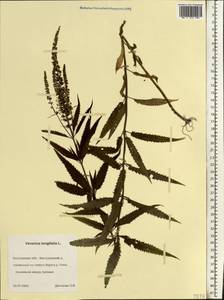 Veronica longifolia L., Eastern Europe, Central forest region (E5) (Russia)