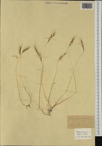Vulpia fasciculata (Forssk.) Samp., Western Europe (EUR) (France)