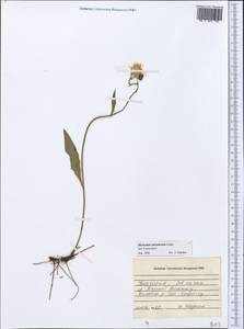 Hieracium subramosum Lönnr., Middle Asia, Northern & Central Tian Shan (M4) (Kyrgyzstan)