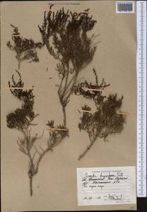 Suaeda physophora Pall., Middle Asia, Caspian Ustyurt & Northern Aralia (M8) (Kazakhstan)