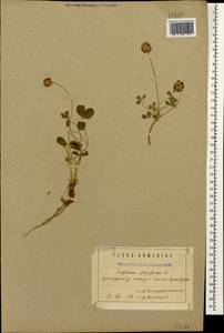 Trifolium fragiferum L., Caucasus, Armenia (K5) (Armenia)
