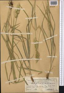 Dactylis glomerata L., Middle Asia, Western Tian Shan & Karatau (M3) (Kazakhstan)