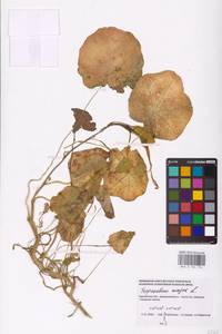 Tropaeolum majus L., Eastern Europe, Western region (E3) (Russia)