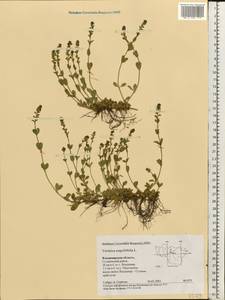 Veronica serpyllifolia L., Eastern Europe, Central region (E4) (Russia)