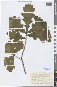 Quercus robur L., Eastern Europe, Moscow region (E4a) (Russia)