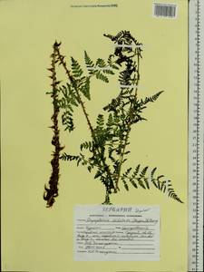 Dryopteris expansa (C. Presl) Fraser-Jenk. & Jermy, Eastern Europe, Central forest-and-steppe region (E6) (Russia)