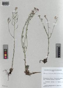 KUZ 005 049, Stevenia cheiranthoides subsp. incarnata (Lamb. ex DC.) D. A. German, Siberia, Altai & Sayany Mountains (S2) (Russia)