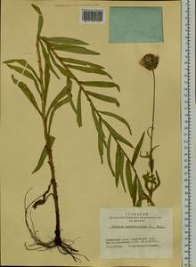 Cirsium serratuloides (L.) Hill, Siberia, Altai & Sayany Mountains (S2) (Russia)
